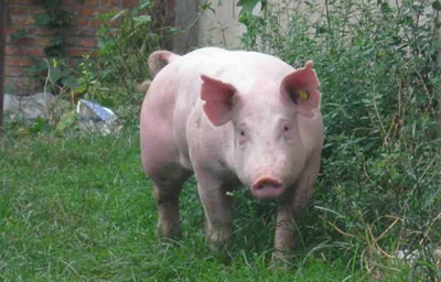 村民贪小便宜“收养”走失母猪 母猪竟会自己回家 村民贪小便宜“收养”走失母猪 母猪竟会自己回家